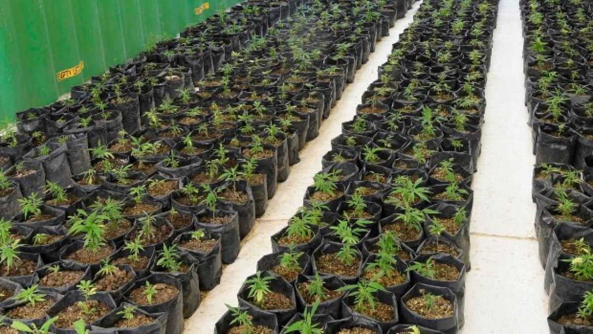 Immagine di Basta fumare la cannabis, semmai mangiatela (è un business enorme)