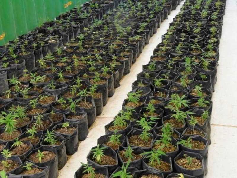 La cannabis &egrave; stata legalizzata in Canada, ma non si potr&agrave; fumare in ogni circostanza (Foto LaPresse)