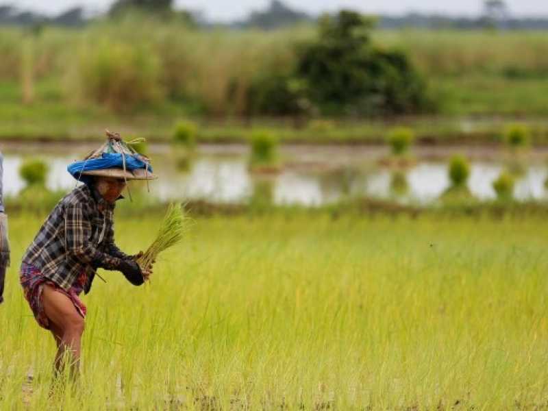 Agricoltori trapiantano piantine di riso nei campi nella regione di Bago, Myanmar, agosto 2017 (foto LaPresse)
