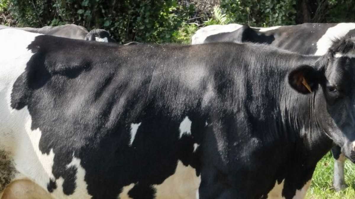 Immagine di Piangiamo sul latte municipalizzato