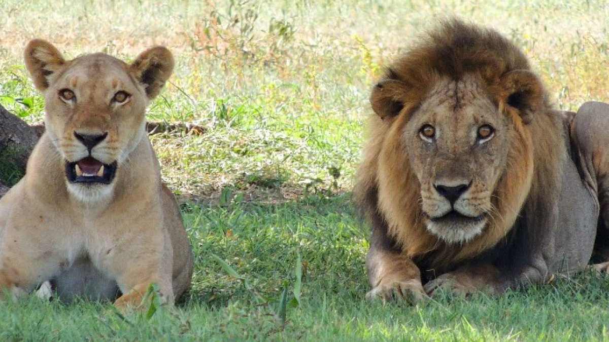 Immagine di Non importa che tu sia leone o leonessa, la natura è cattiva comunque