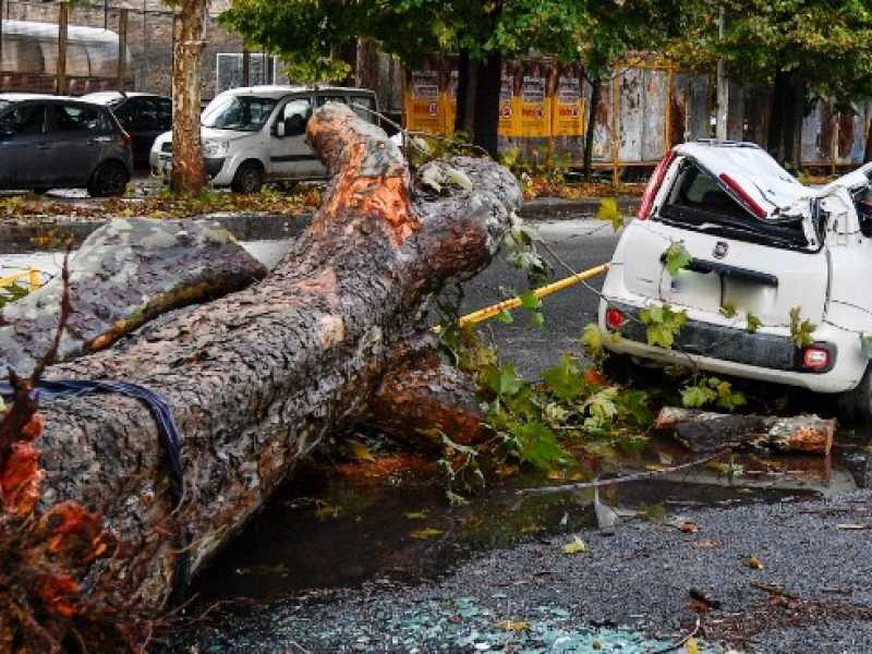 Alberti abbattuti a Roma (foto LaPresse)