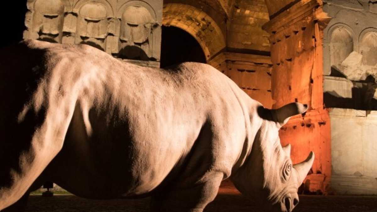 Immagine di Fine dei rinoceronti romani