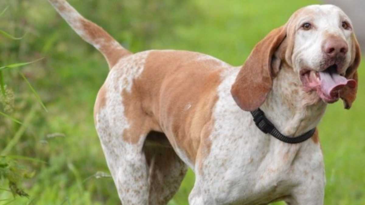 Immagine di Prima i cani italiani