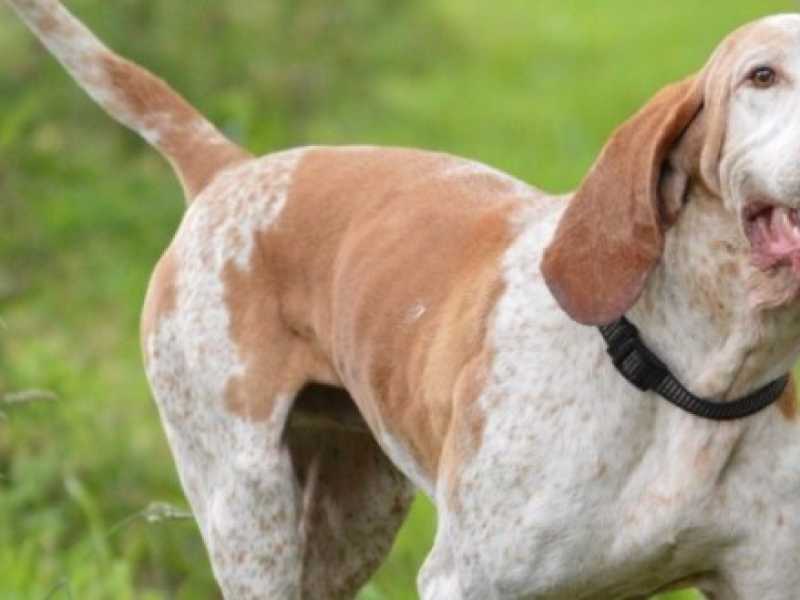 Bracco italiano. Foto via Pxhere