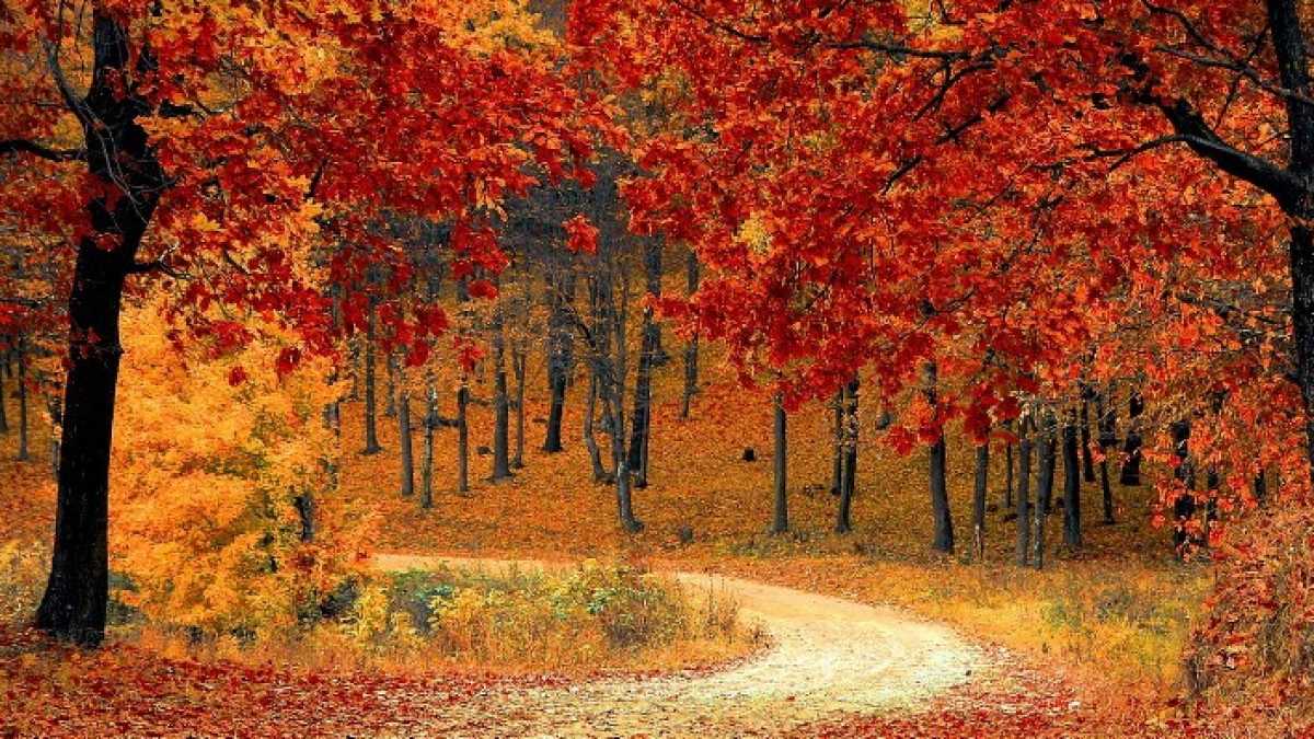 Immagine di Il foliage va ben oltre Instagram, c’è di mezzo il rapporto tra uomo e natura