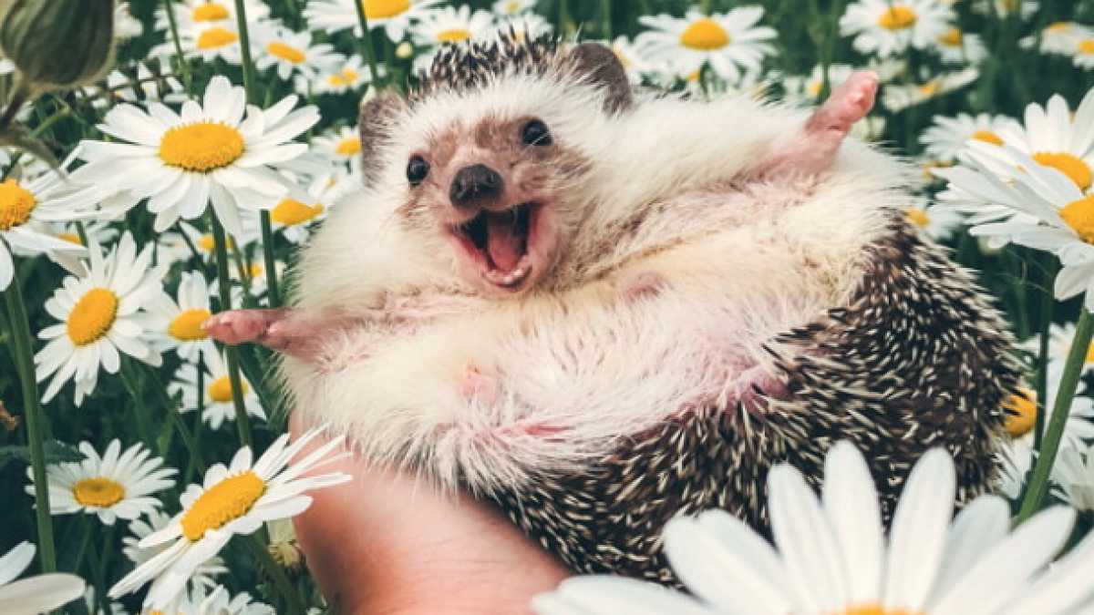 Immagine di I nuovi influencer sui social sono animali e bambini, ma loro non lo sanno