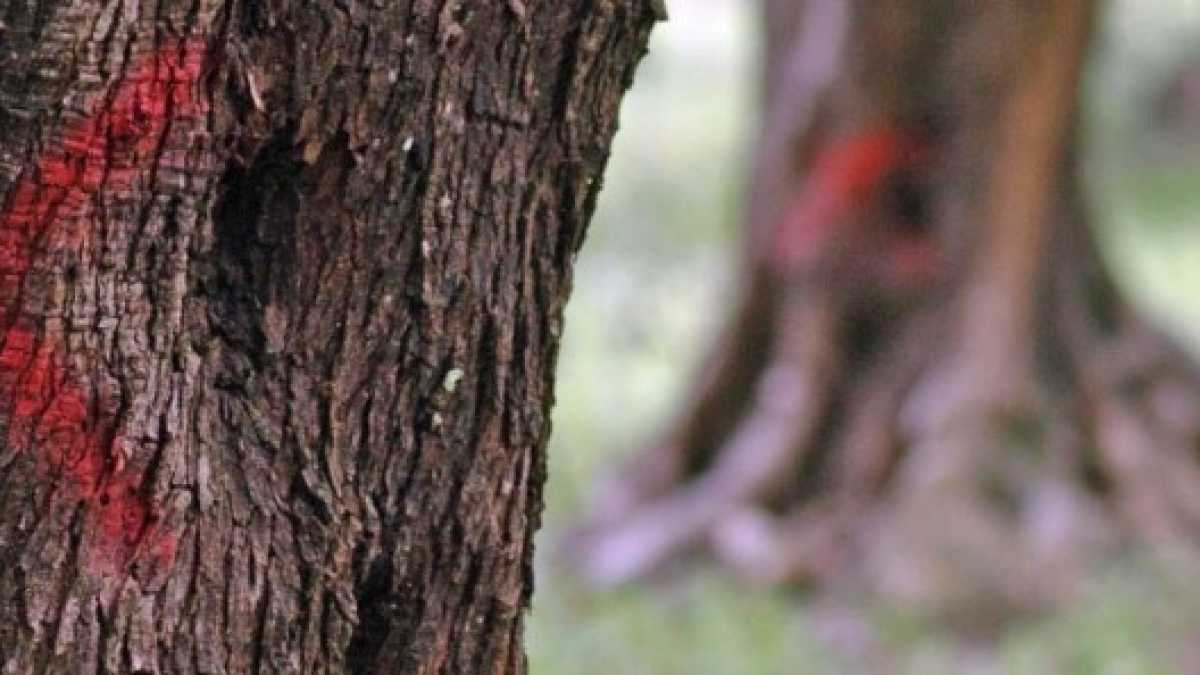 Immagine di Xylella mortifera