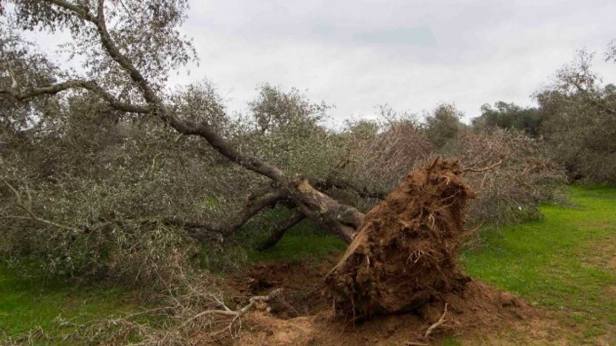 Immagine di Così il M5s estende l’immunità parlamentare a un albero infetto