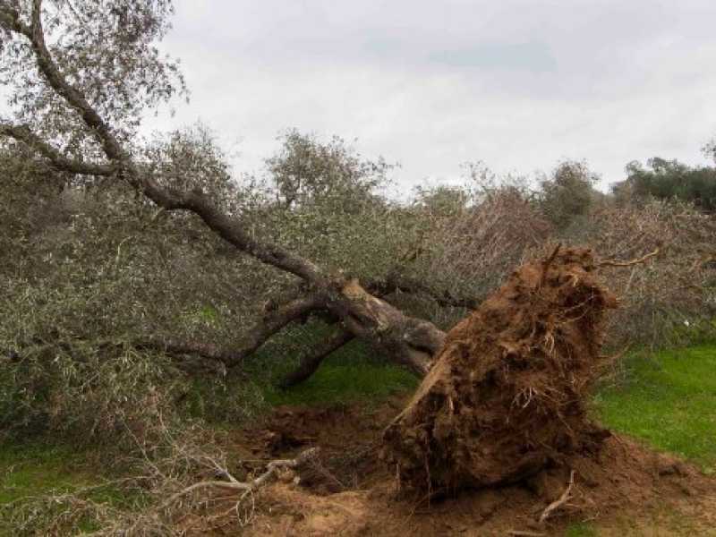 L'abbattimento di un alberto a Torchiarolo (Brindisi) per fermare la diffusione della Xylella (Foto LaPresse)