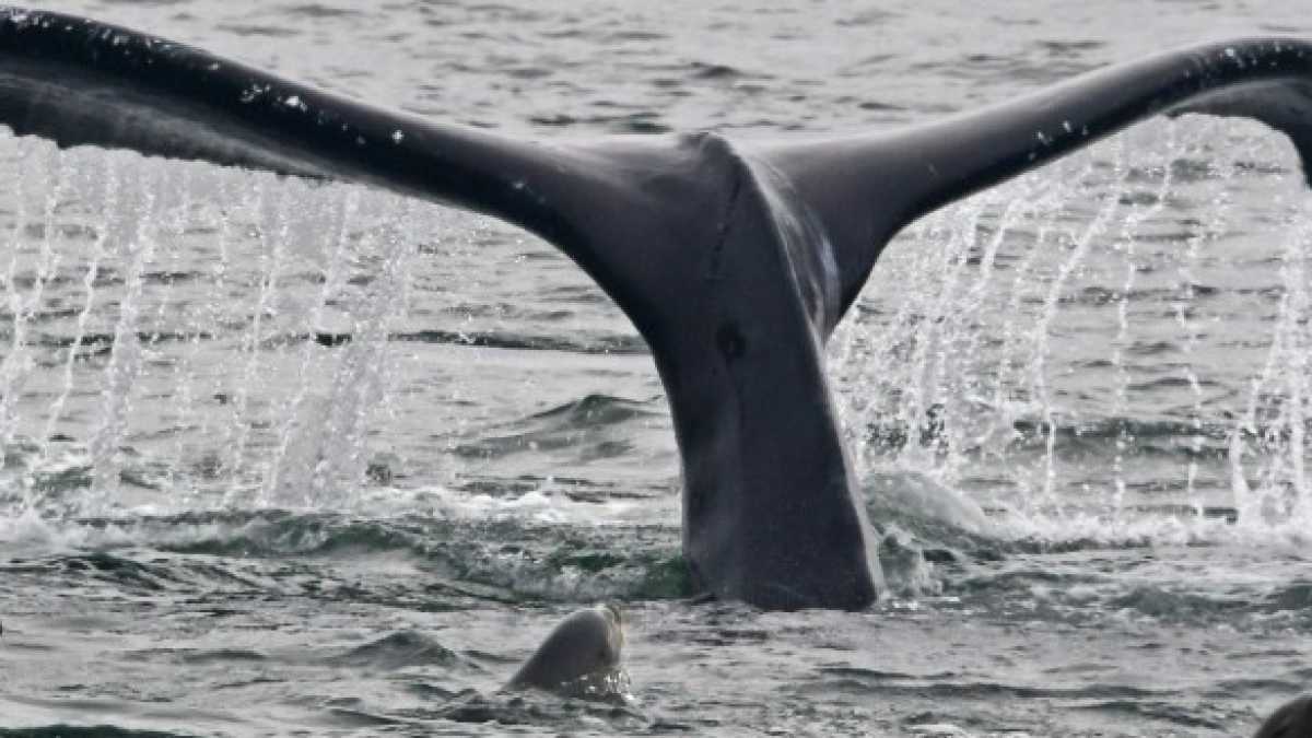 Immagine di Il Giappone torna a dare la caccia alle balene