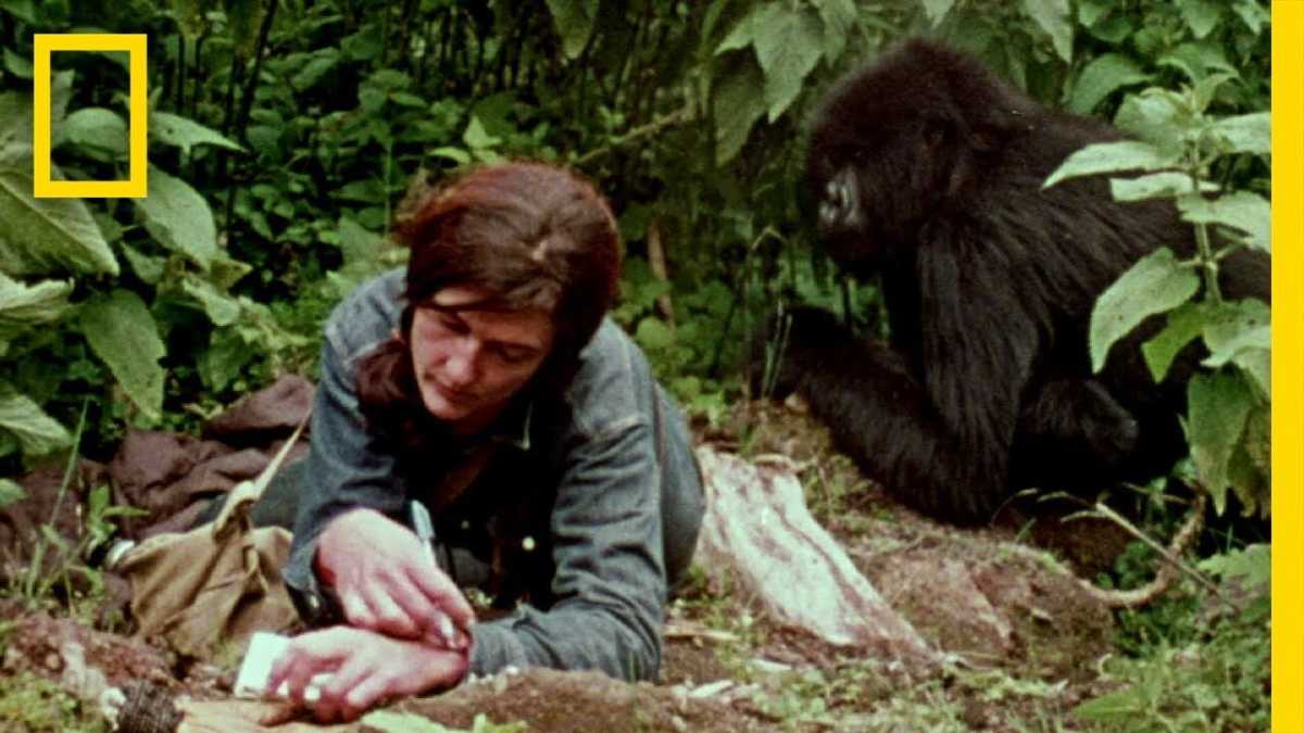 Immagine di Dian Fossey e il gorilla che sapeva scrivere
