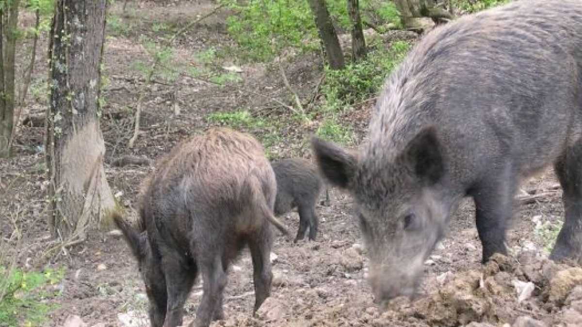 Immagine di Mangiate quei cinghiali!