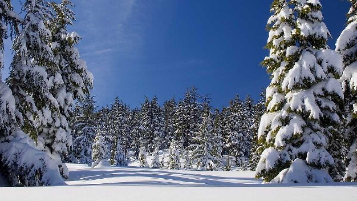 Immagine di Il mistero e la bellezza degli alberi