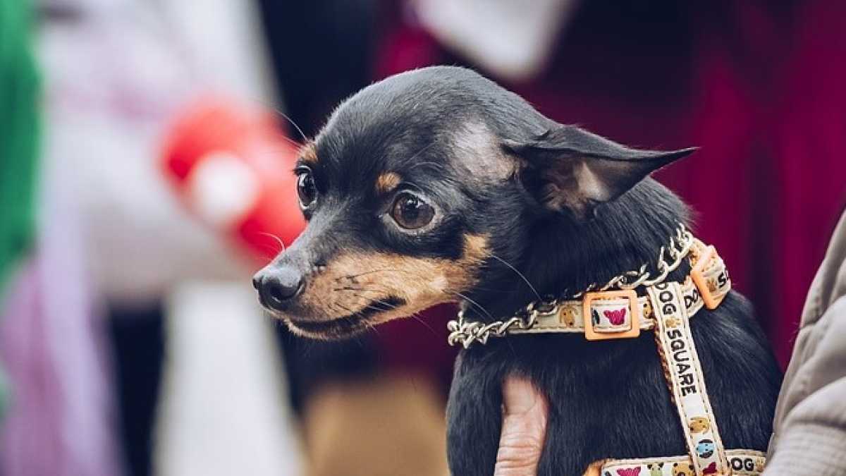 Immagine di Anche l’amore per i cani può stufare
