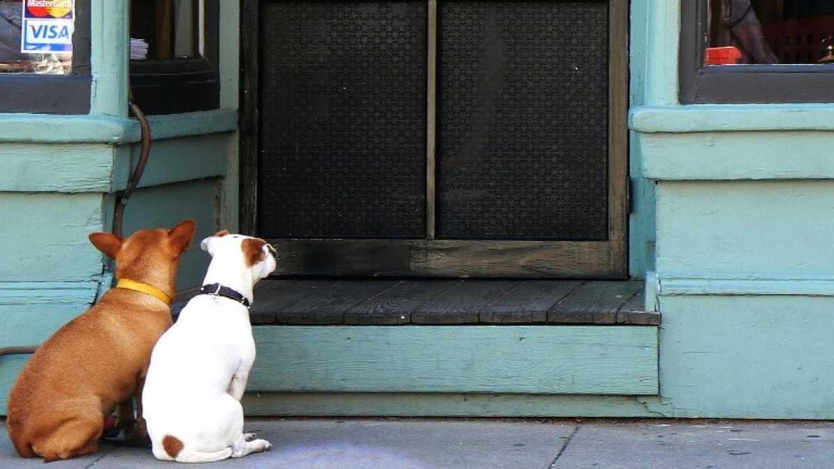 Immagine di Il nostro maleducatissimo, pulcioso e impazzito cuore di cane (a tavola)