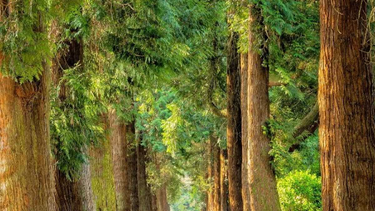 Immagine di Il 2019 sarà l'anno in cui nascono e crescono i nuovi parchi