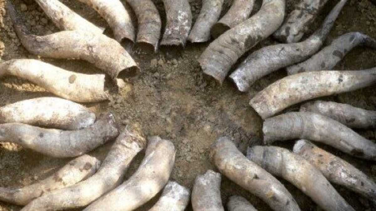 Immagine di La lobby del biologico, i sovranisti dell’agricoltura e le corna di vacca