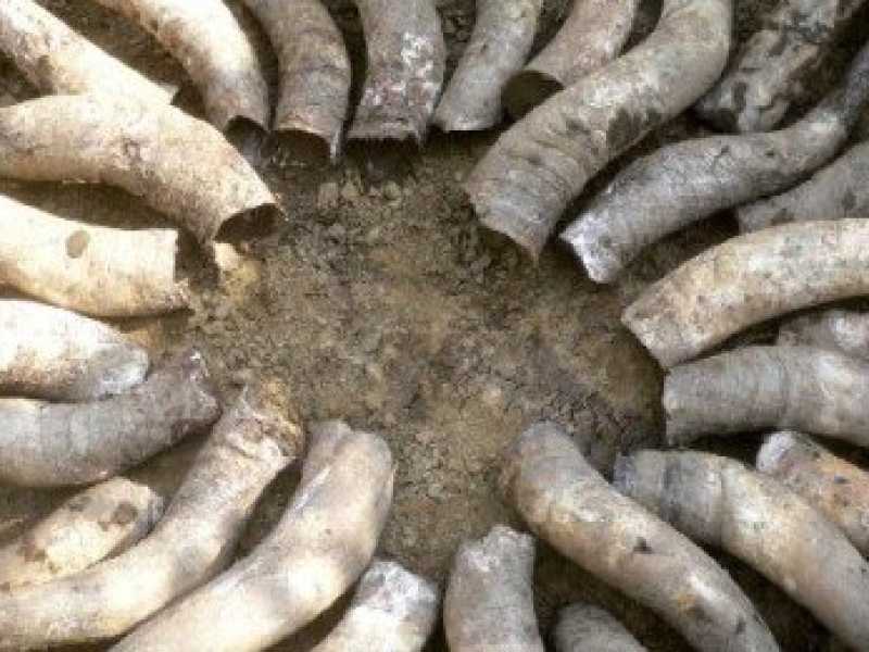 Il pi&ugrave; noto amuleto biodinamico &egrave; il preparato 500, ossia si estirpano le corna a una vacca che abbia partorito almeno una volta e le si sotterra riempite di letame (Immagini prese da Facebook)