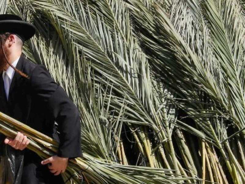 Gerusalemme. Un ebreo haredim trasporta foglie di palma per la festa del Sukkot