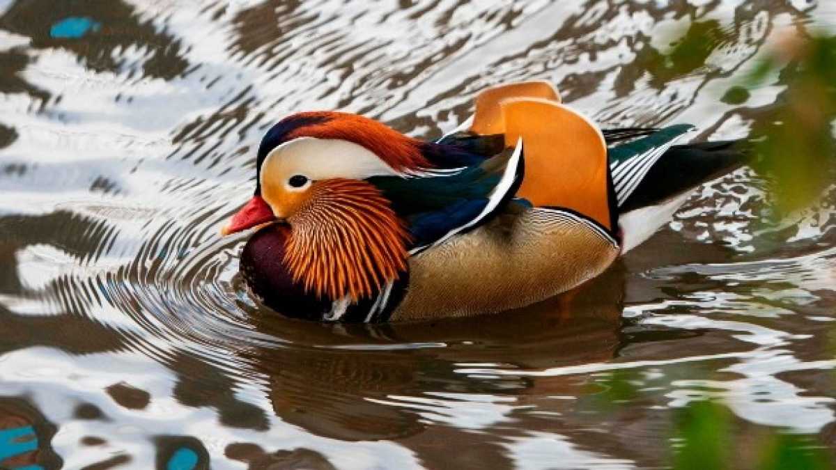 Immagine di L'anatra Trevor smaschera l'ipocrisia di chi osteggia le migrazioni