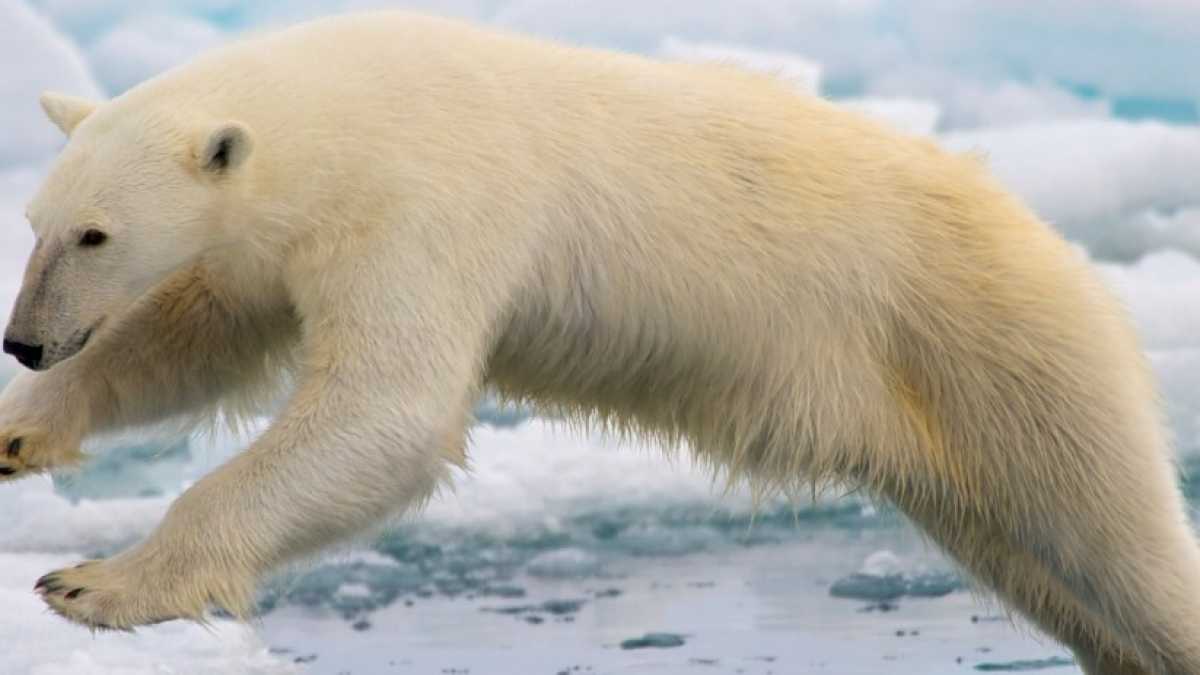 Immagine di Nel villaggio russo invaso dagli orsi il vero problema sono gli ambientalisti