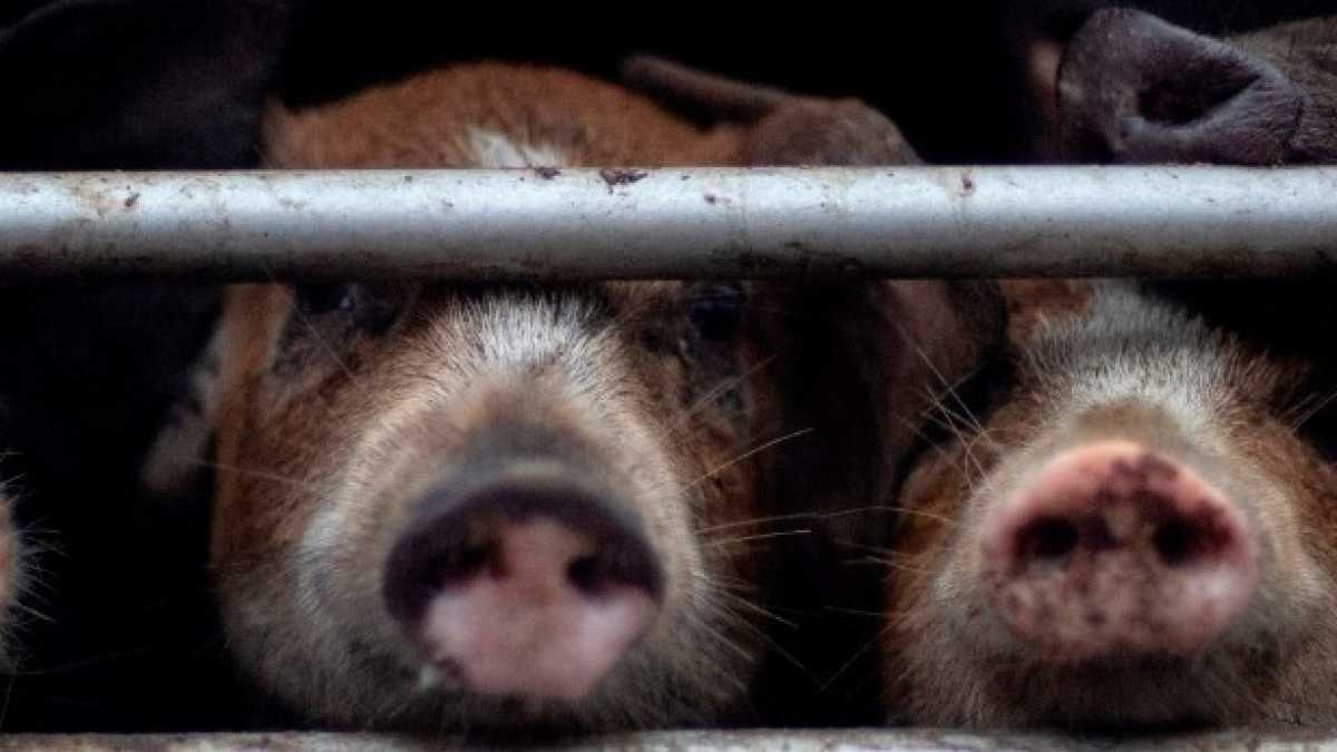 Immagine di Porcilaie antiesplosione