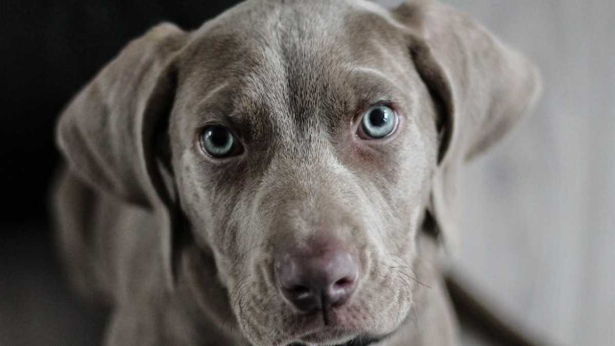 Immagine di I canili devono pagarli i cagnisti non lo stato