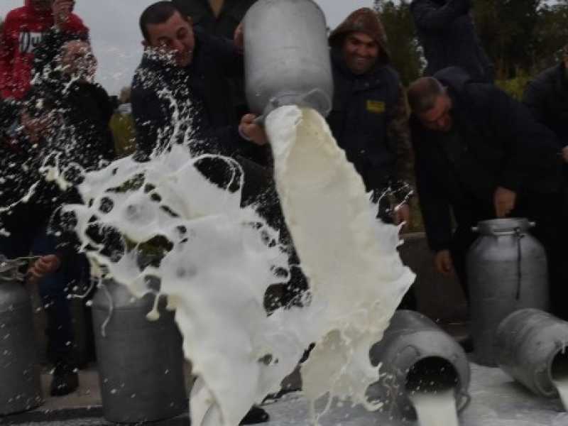 La protesta per il prezzo del latte di pecora, una decina di giorni fa in Sardegna: allevatori e pastori svuotano le cisterne del latte. Foto LaPresse