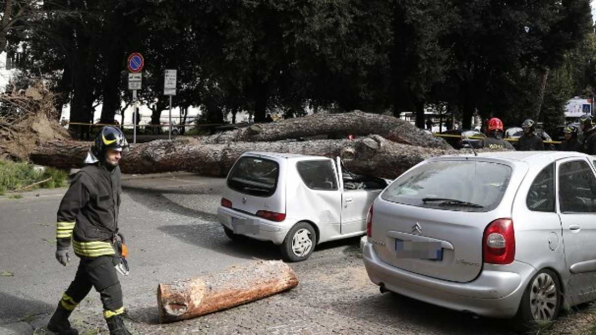 Immagine di Storia di un albero a Roma