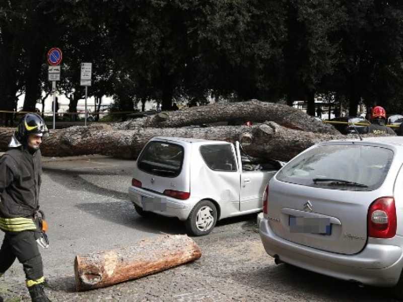 Storia di un albero a Roma