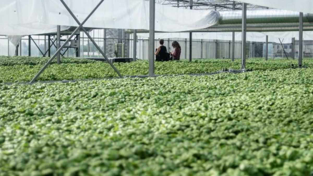 Immagine di Non possiamo permetterci il sovranismo agrario