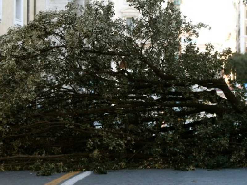 Un albero &egrave; caduto a Roma nei pressi di Piazza della Repubblica a causa del forte vento (Foto LaPresse)