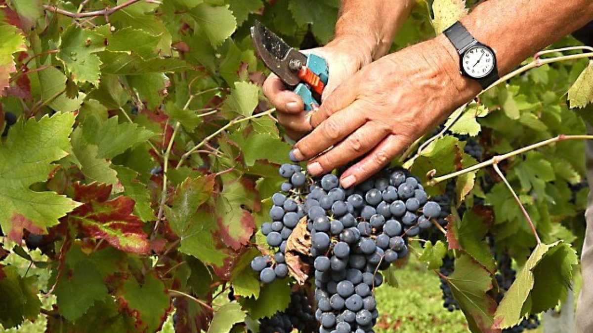 Immagine di I vignaioli siano considerati migliori dei cuochi
