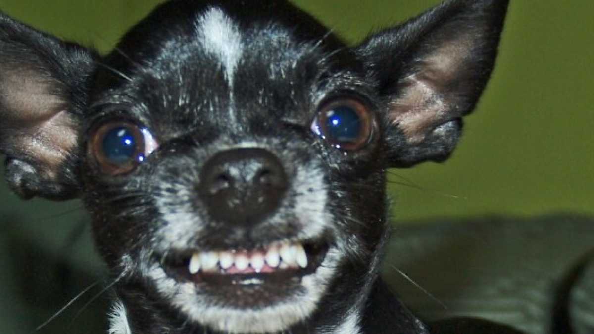 Immagine di La prossima guerra civile sarà tra musulmani e animalisti