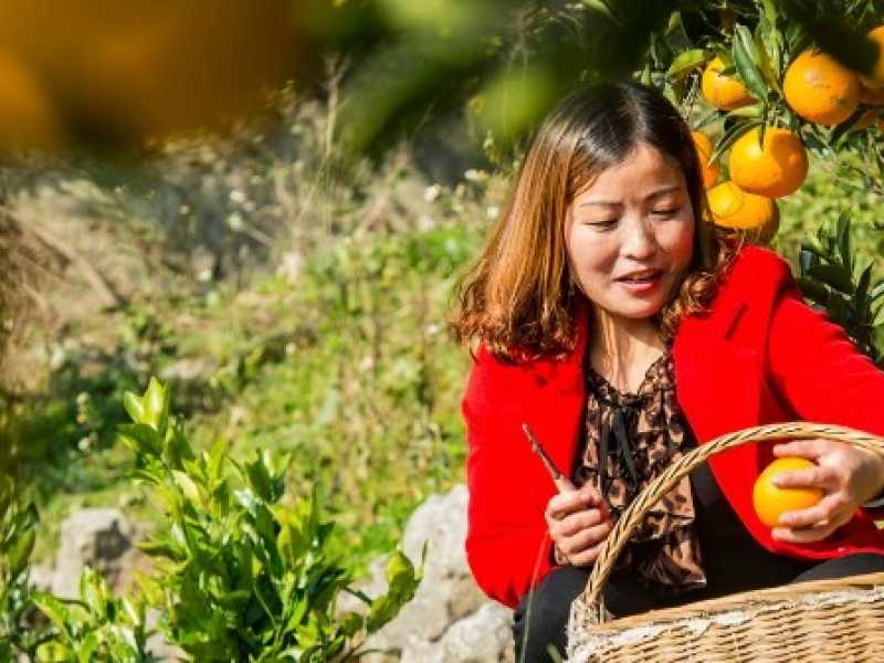 Cina, la stagione della raccolta dell'arancia Navel a Lianziyan, nella provincia centrale di Hubei (foto LaPresse)