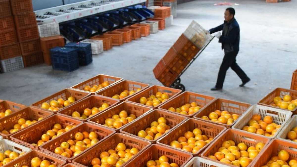 Immagine di Tarocco pechinese