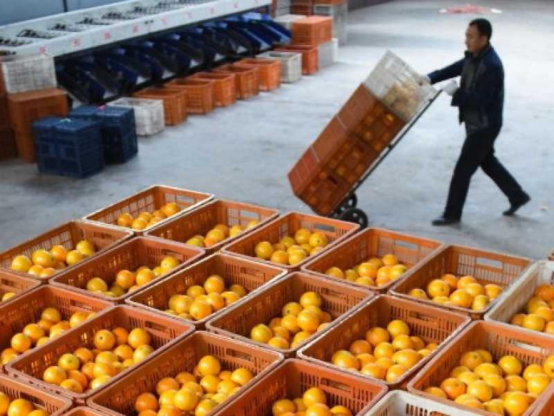 La stagione della raccolta dell'arancia Navel in cina (foto LaPresse)