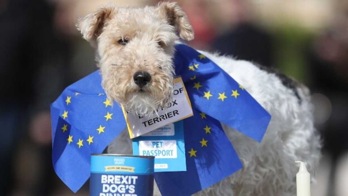 Immagine di E ora come faccio con il mio cucciolo? La Brexit è un guaio pure per gli animali
