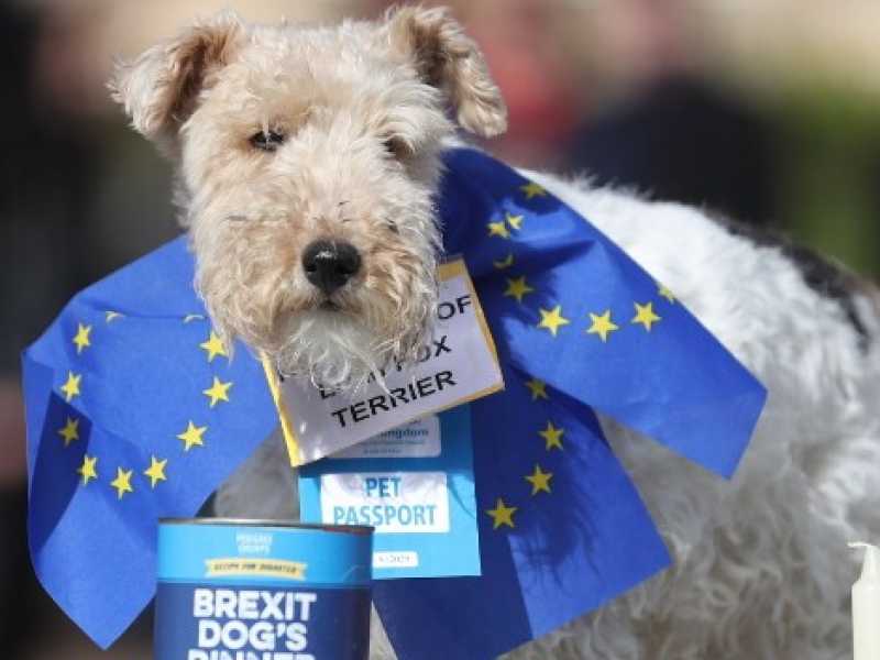 Un cane vestito con la bandiera europea per una manifestazione contro la Brexit (Foto LaPresse)
