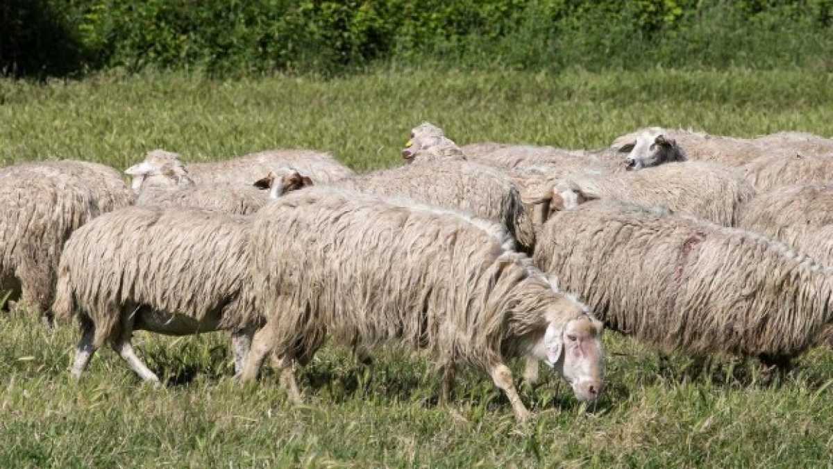 Immagine di Il lupo e il revenge porn anche per le pecorelle