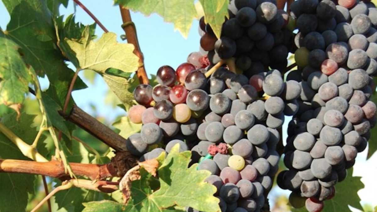 Immagine di Un vino che al Vinitaly non c’è