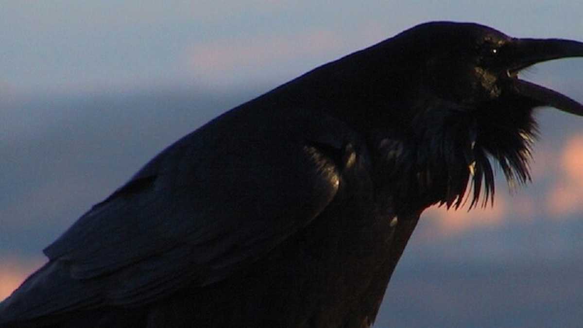 Immagine di L’abbaglio virtuale nella piccola Italia