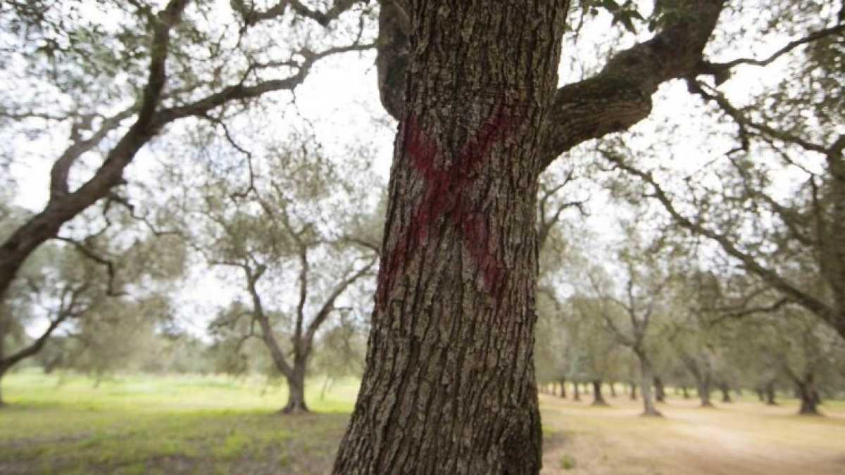 Immagine di La scienza (forse) ha vinto la sua battaglia sulla Xylella. Ora tocca alla politica