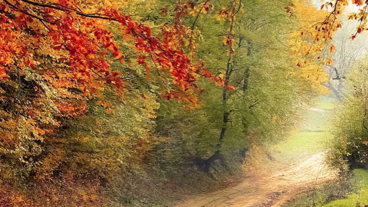 Immagine di In fondo al bosco
