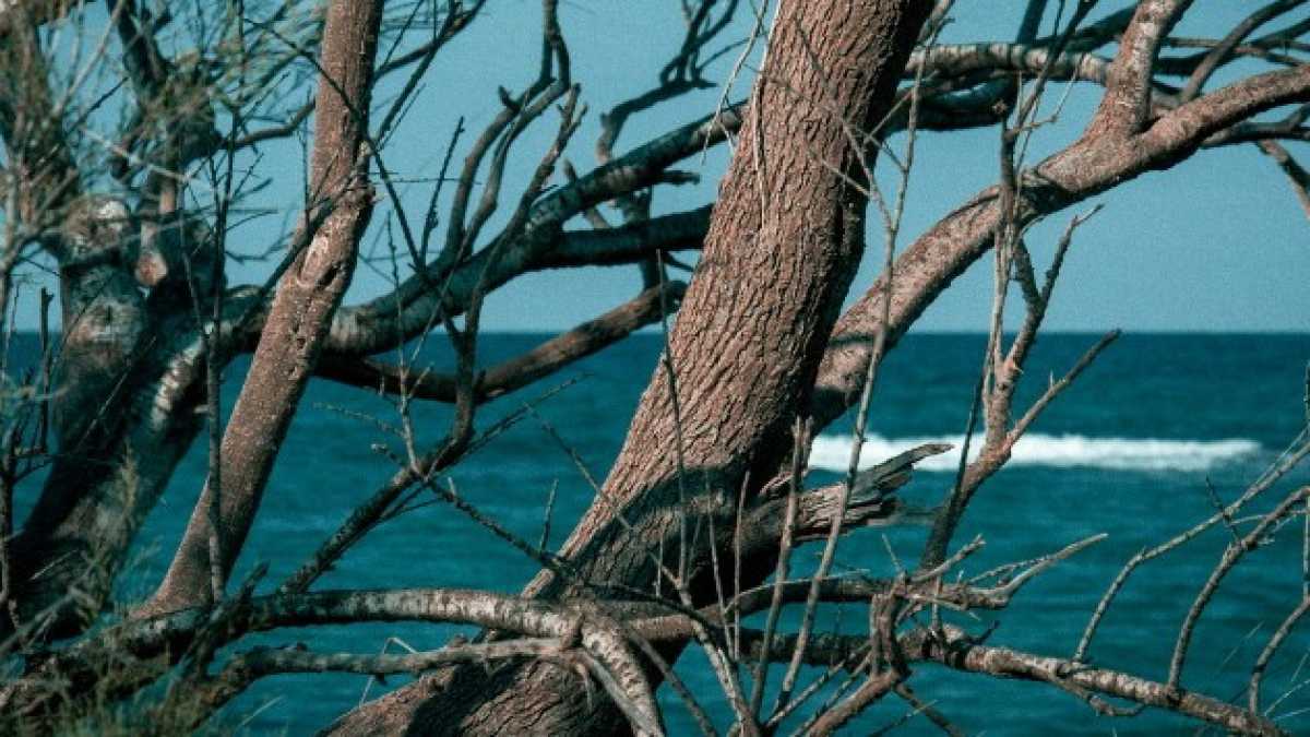 Immagine di Il grande e poco noto contributo dell’Europa alla salute del pianeta