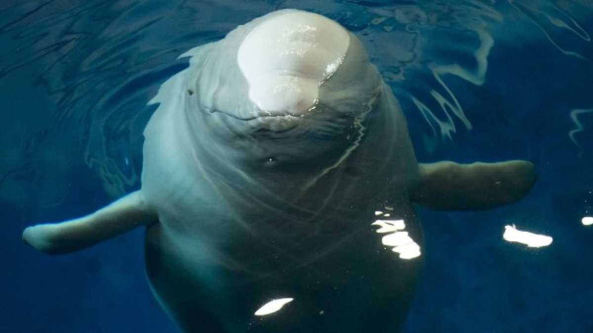 Immagine di Il beluga di San Pietroburgo, l’animale spia