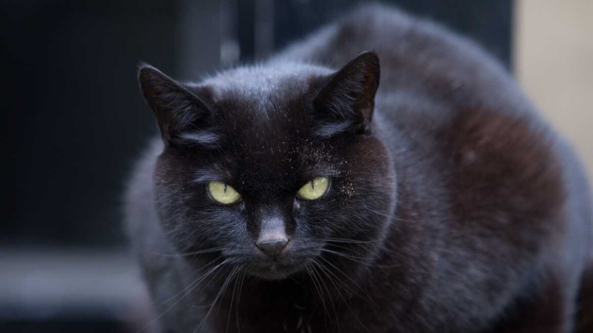 Immagine di Un gatto è un gatto, anche se lo chiami in inglese