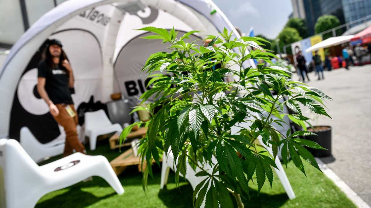 Immagine di Vendesi cannabis
