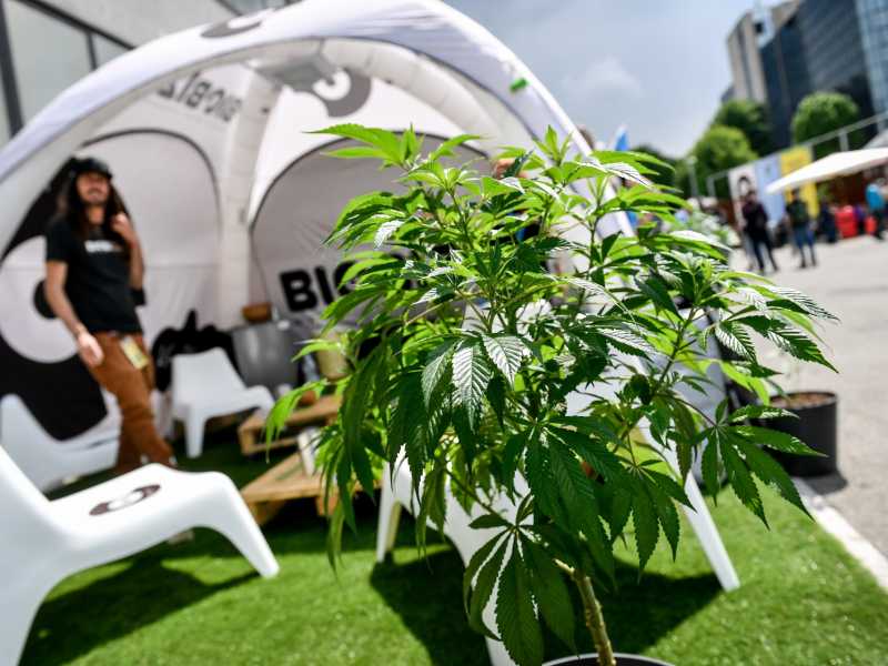 Hemp Fest 2019, la Fiera internazionale della canapa a Milano (foto LaPresse)